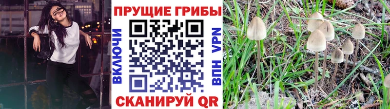 Купить закладки  Ельня  Галлюциногенные грибы GOLDEN TEACHER 